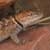 A lizard we found in Glen Canyon