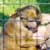 The monkeys enjoying the food the kids prepared
